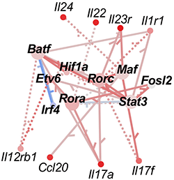 An image showing connections between transcription factors and genes.